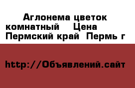 Аглонема цветок комнатный  › Цена ­ 200 - Пермский край, Пермь г.  »    